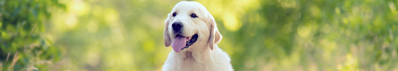 kooijker dog with sunset kooijker dog with sunset